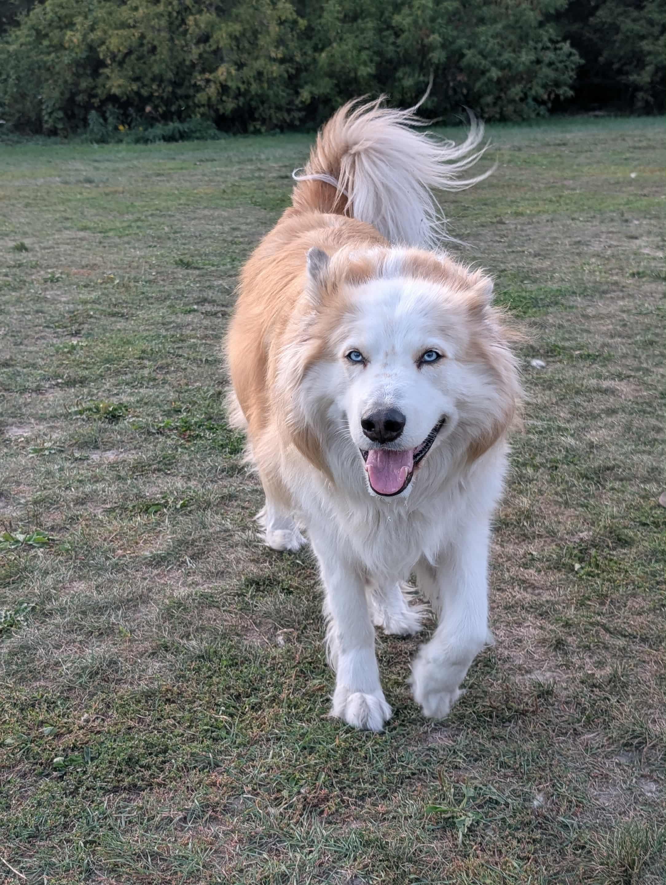 Buddy, IHARC's therapy dog.